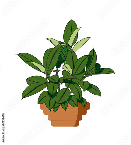 House plant isolated with terracotta pot on white background.