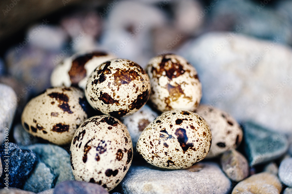 Obraz premium Textured eggs
