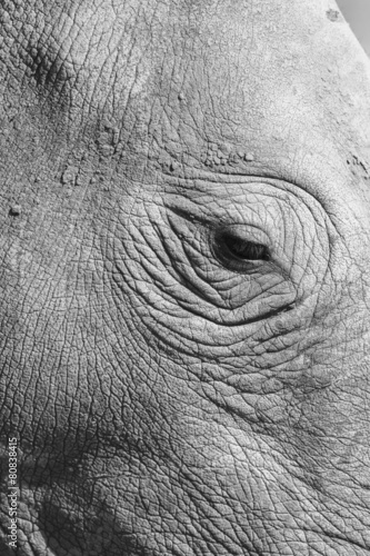 Rhino Head Eye