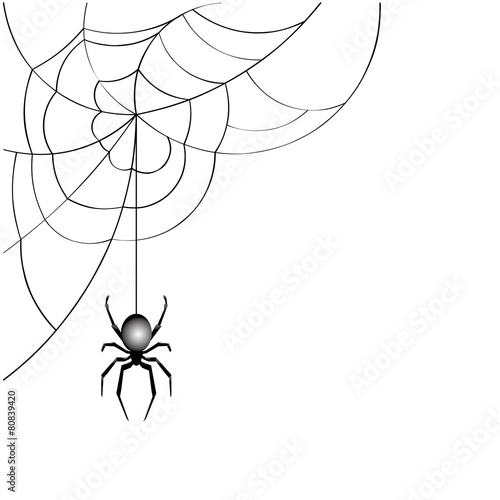 spider web  vector