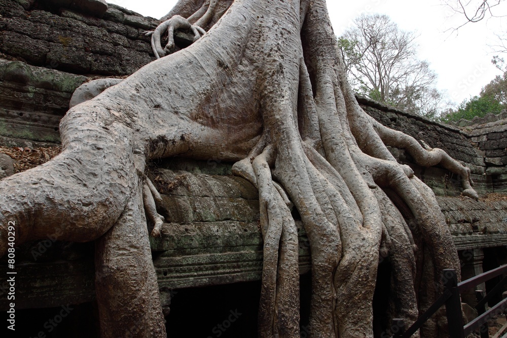 Ta Prohm Temple in Angkor, Siem Reap, Cambodia