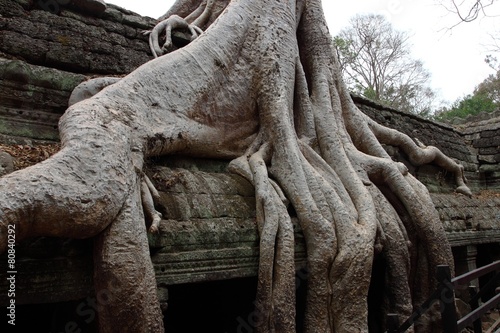 Ta Prohm Temple in Angkor  Siem Reap  Cambodia