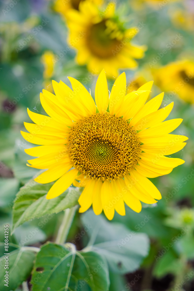 sunflower