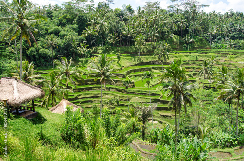 Padi Terrace, Bali, Indonesia - Local plantation of the layered rice terrace in Bali Island, Indonesia.