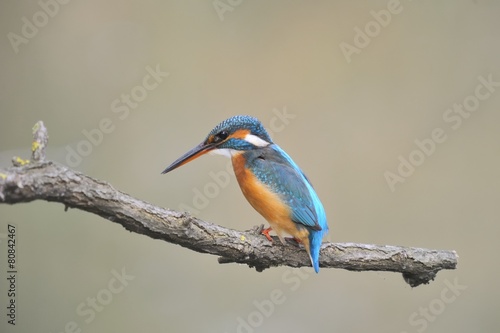 common kingfisher ( alcedo atthis) or river kingfisher