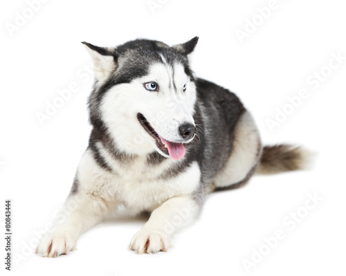 Beautiful cute husky  isolated on white