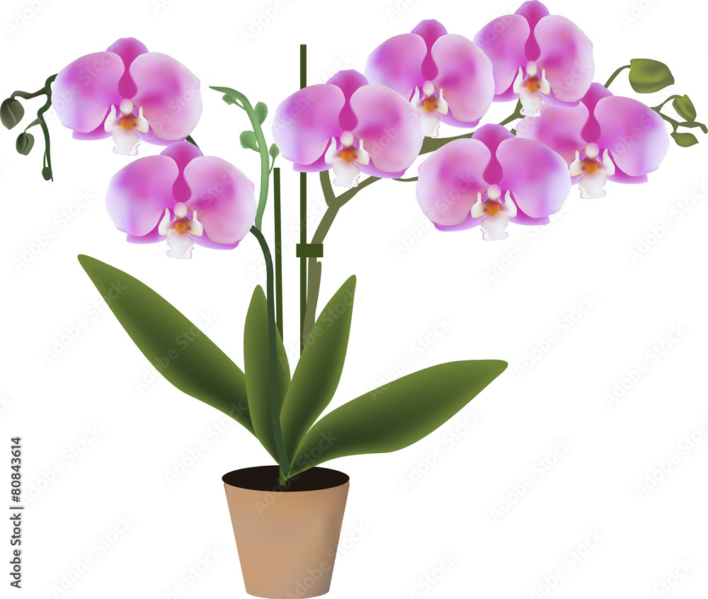pink orchid with two branches in pot pink orchid with two branches in pot