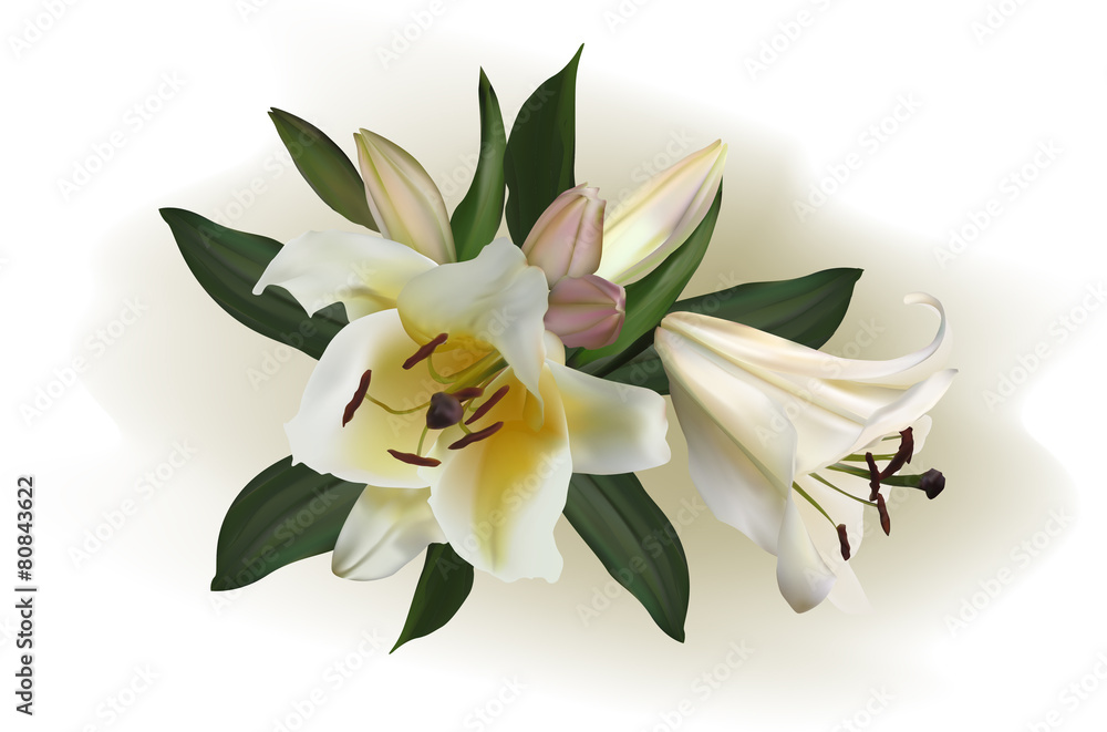 white lily flowers on light background