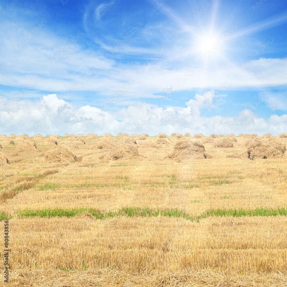 Fototapeta premium Field with Stacks of straw and blue sky