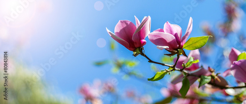 Obraz na plátně magnolia tree blossom