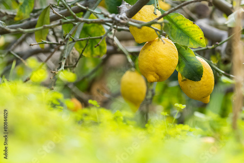 Lemons on tree with shamrocks on foreground