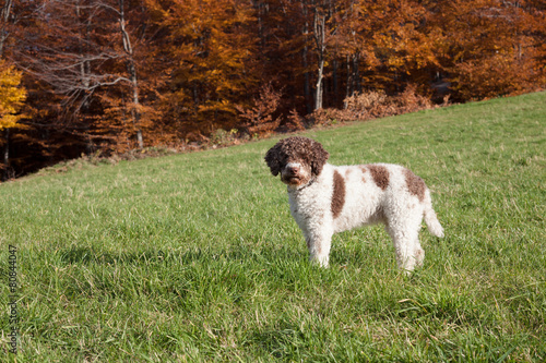 Fototapeta Naklejka Na Ścianę i Meble -  lagotto romagnolo in the woods