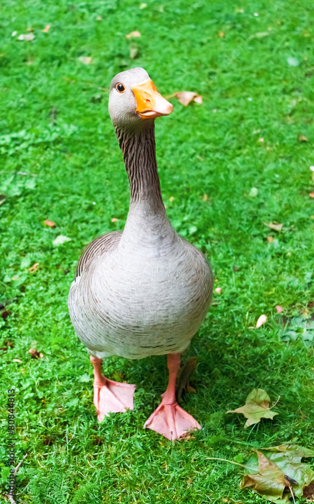 Obraz premium Gans auf der Wiese