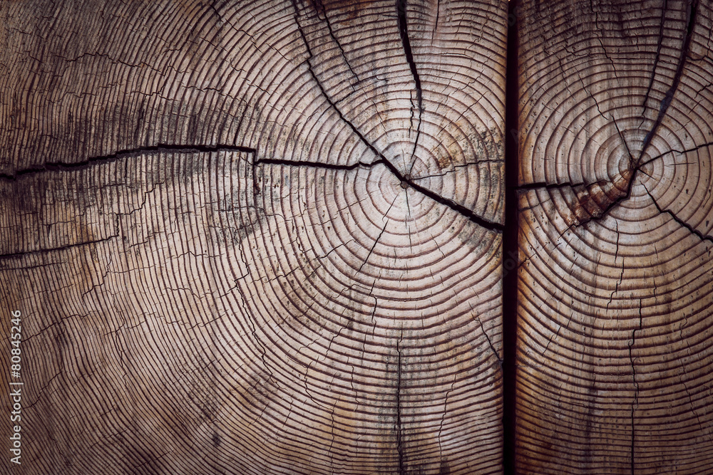 Fototapeta premium Natural wood texture with grain