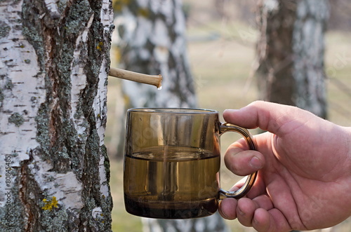 production of birch sap in spring