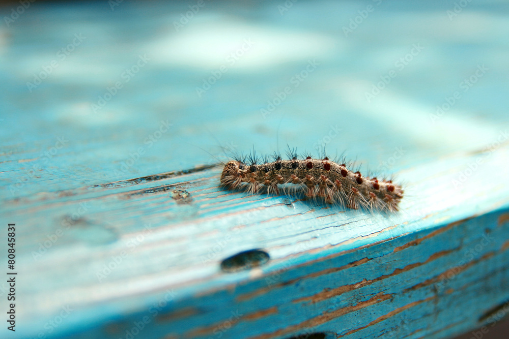 Caterpillar on the wooden background Caterpillar on the wooden background