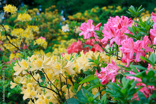 Blossoming of pink and yellow rhododendrons and azaleas photo