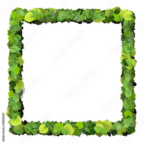 Square, quadrangle made from green leaves.