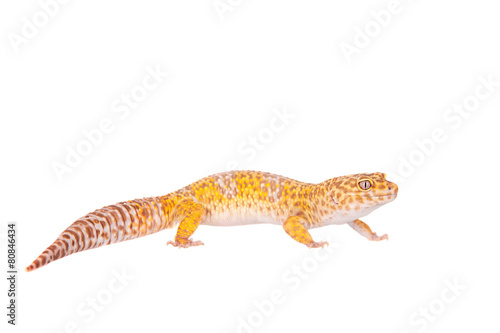 Leopard Gecko on a white background © Farinoza