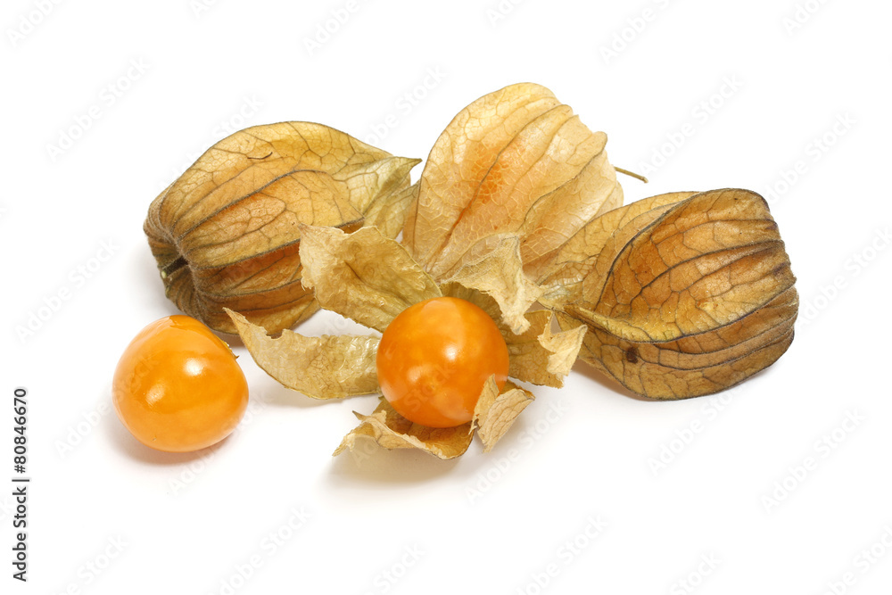 Physalis Physalis