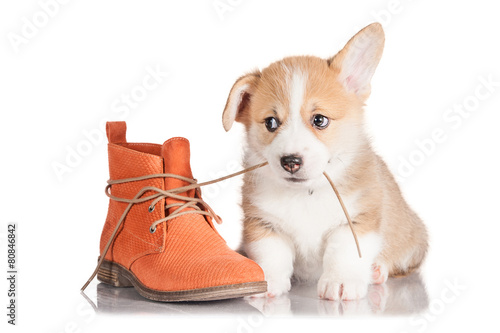 Fotografie Pembroke welsh corgi puppy playing with a shoe