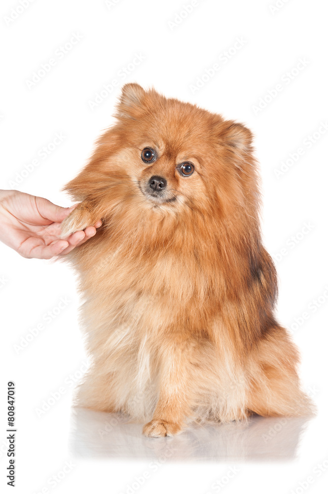 Pomeranian spitz with a palm