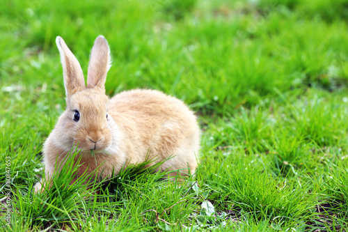 Little rabbit in grass close-up