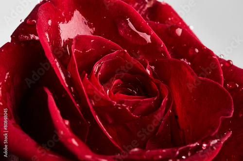 Red rose with drops of water