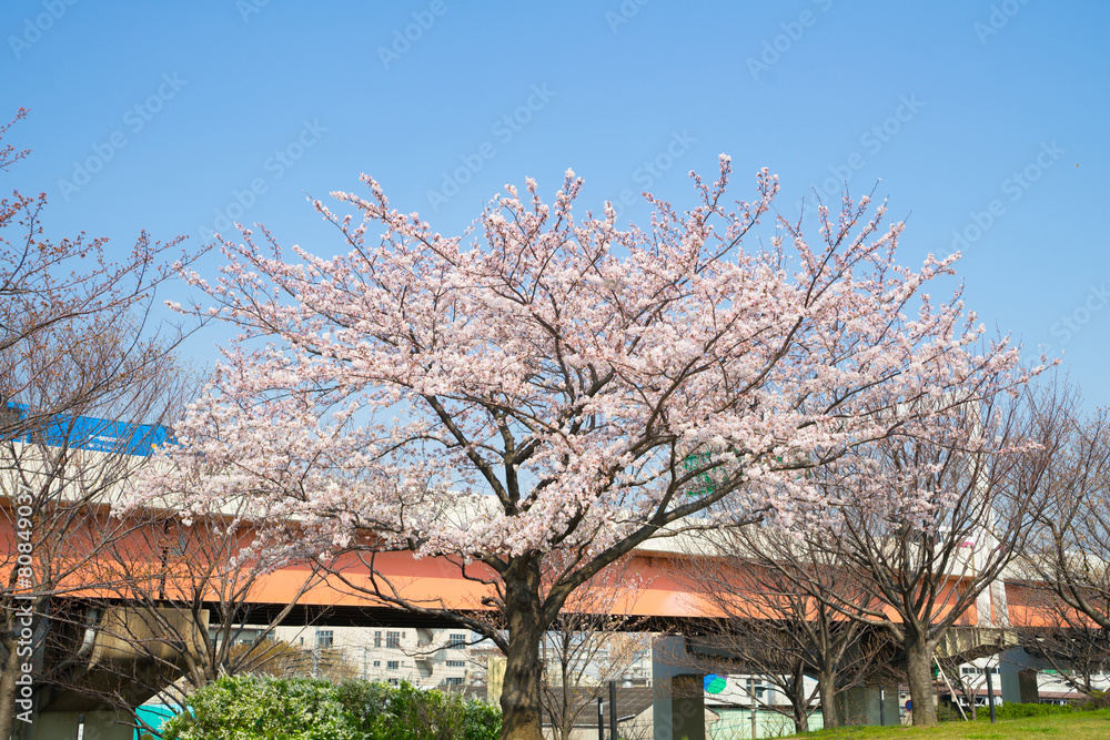 満開の荒川五色桜と首都高速