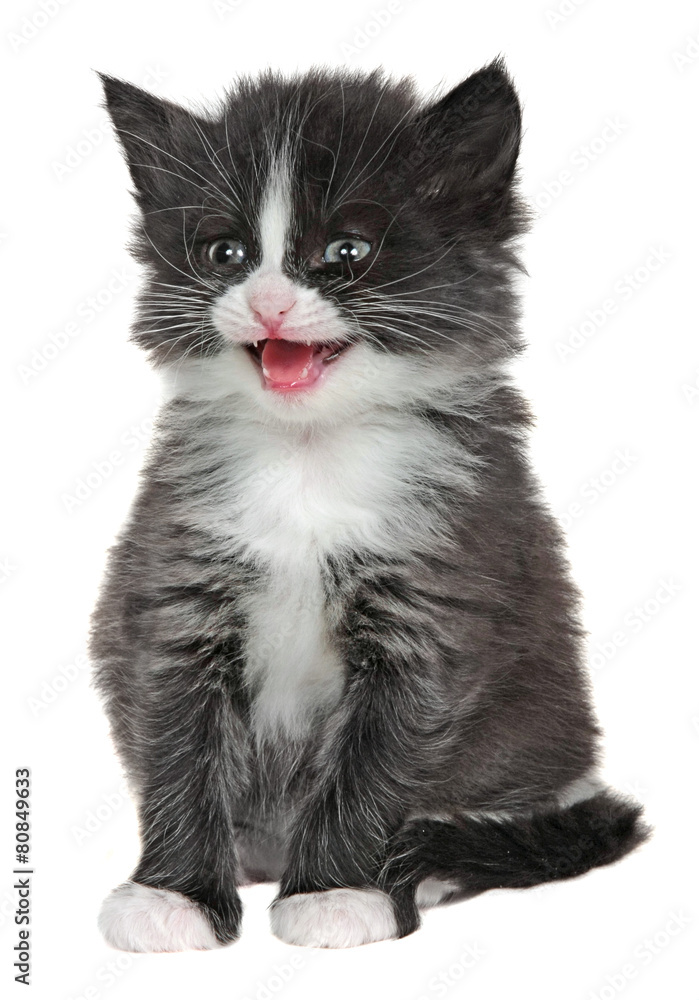 kitten, little cat isolated on white background kitten, little cat isolated on white background