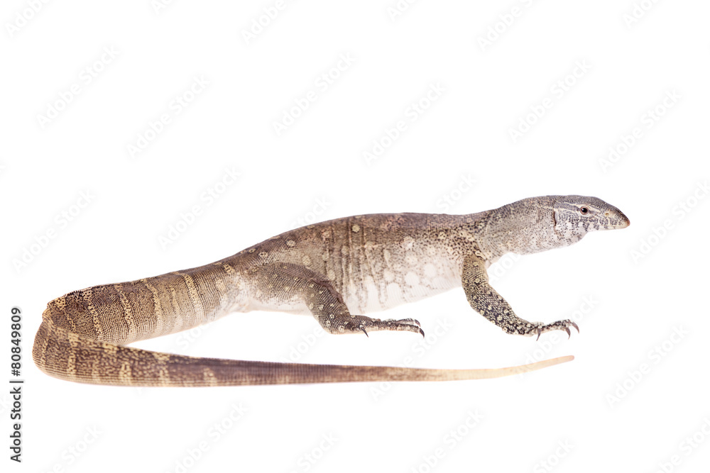 Nile monitor on white background Nile monitor on white background