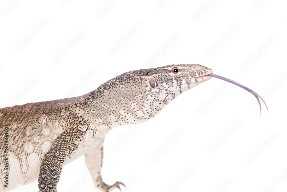 Naklejka premium Nile monitor on white background