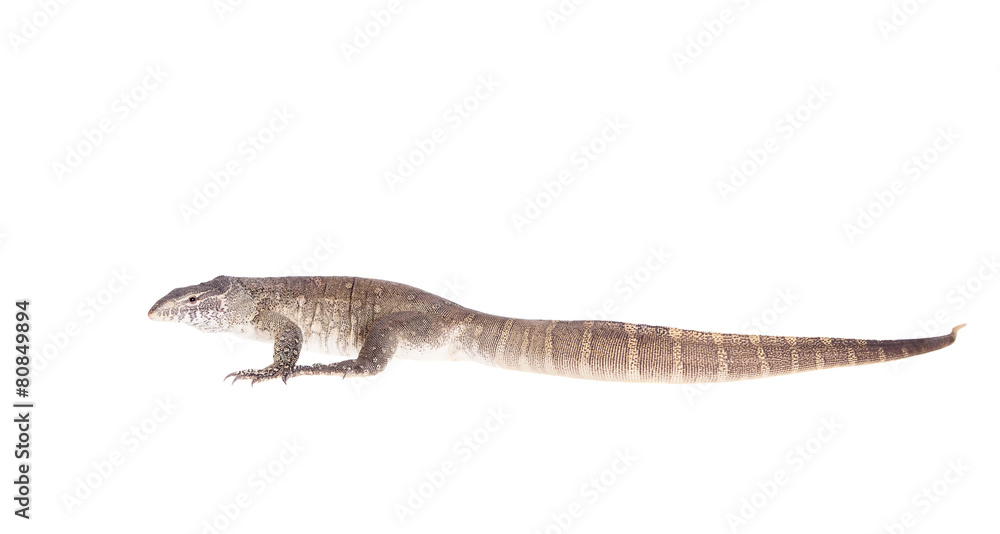 Nile monitor on white background Nile monitor on white background