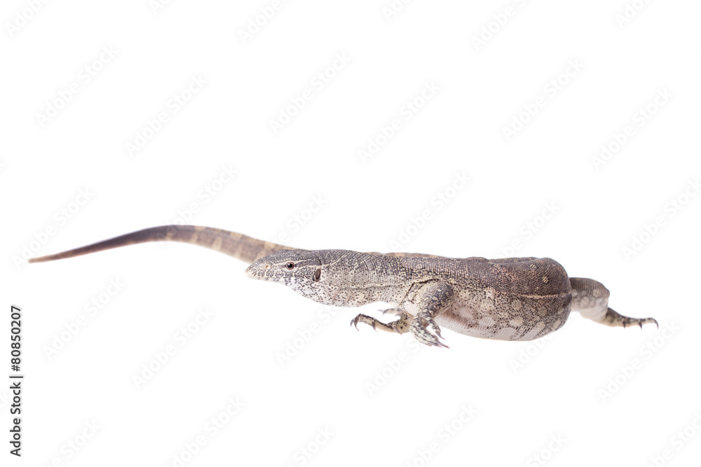 Naklejka premium Nile monitor on white background