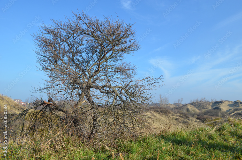 tree in dunes in nature reserve, France tree in dunes in nature reserve, France