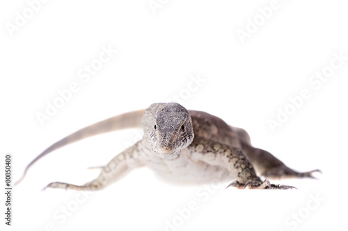 Nile monitor on white background