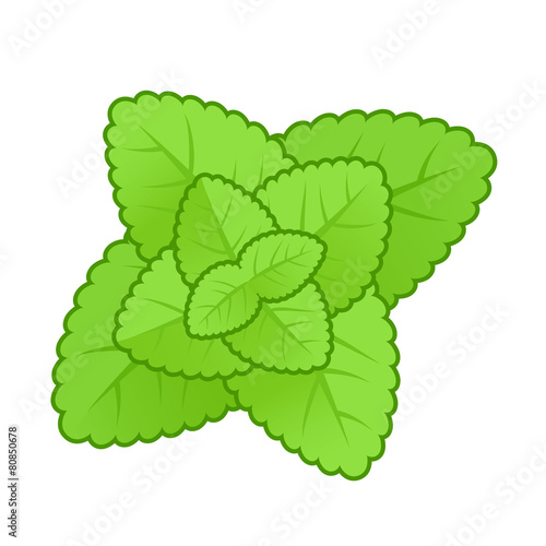 Simple style mint leaves illustration.