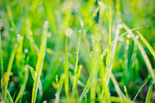 Raindrops on blades of grass at early morning