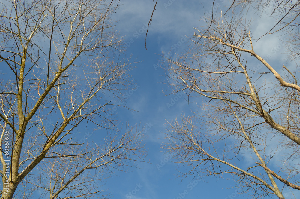 Twigs of winter trees against blue sky Twigs of winter trees against blue sky