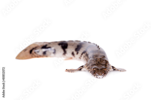 Saddled bichir on white background photo