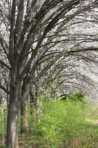 Apple blossom on spring trees