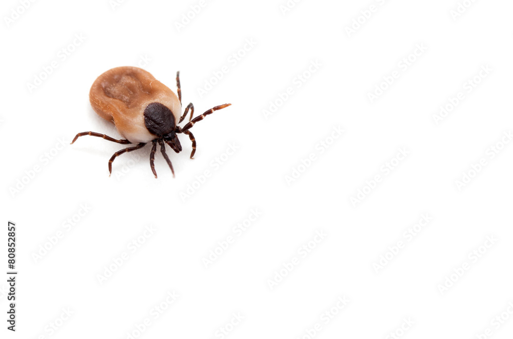 health danger - disease-carrier ticks health danger - disease-carrier ticks