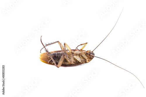Dead cockroach isolated on a white background © Art_Photo