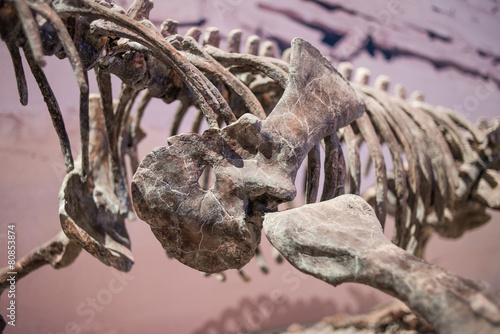 Dinosaur Fossils © superjoseph
