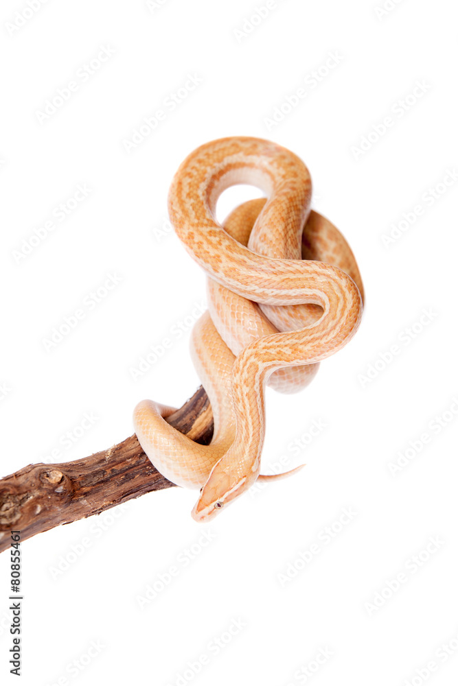 Obraz premium Coiled Cape House Snake on white backgroun