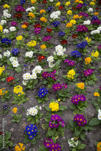 Formation of colorfull flowers