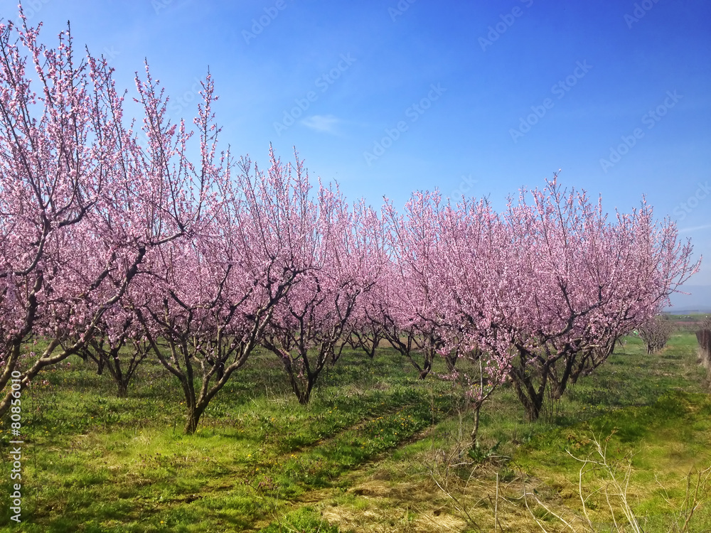 pink blossoms of peach trees in spring