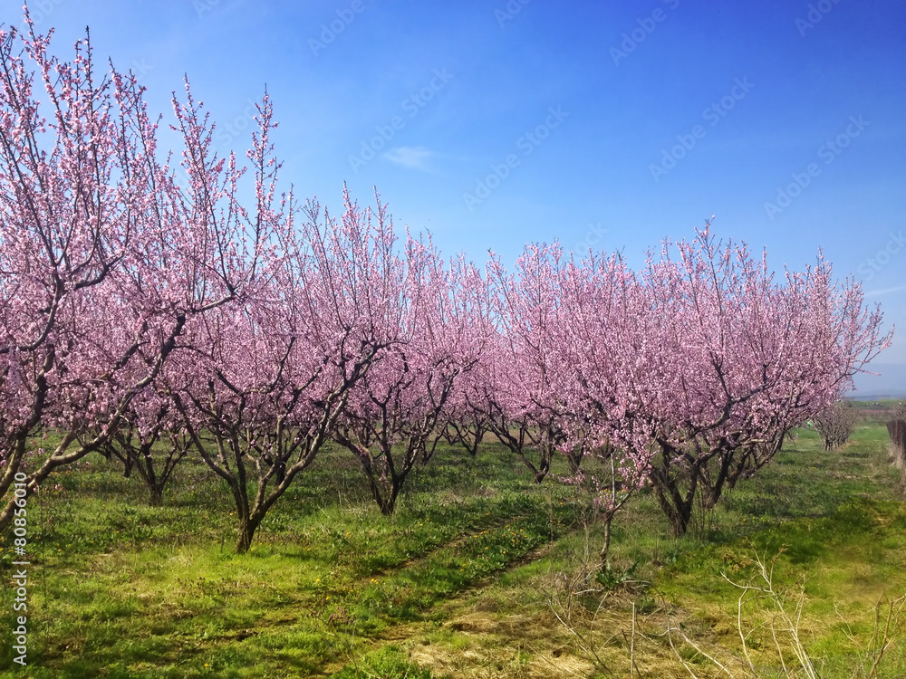 pink blossoms of peach trees in spring pink blossoms of peach trees in spring