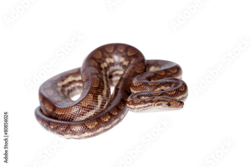 Rainbow tree boa on white background