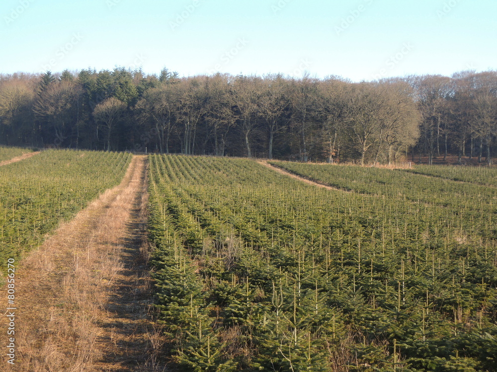 Christmas trees production at tree farm Christmas trees production at tree farm